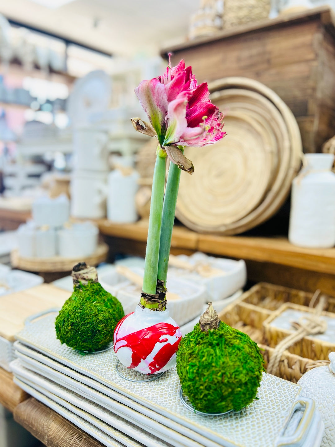 AMARYLLIS BULB FLOWER